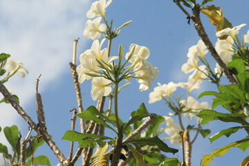 pretty plumeria flower with white color image