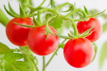 Cherry tomatoes on the branch close up