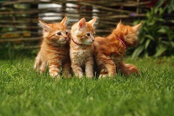Three beautiful ginger maine coon kittens sitting on green grass background on summer sunny weather. Fun beautiful