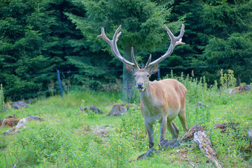 red deer in the woods
