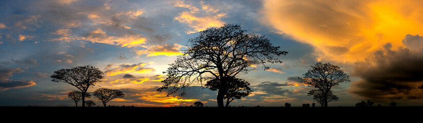 Fototapeta na wymiar Dark tree on open field dramatic sunrise.Typical african sunset with acacia trees in Masai Mara, Kenya