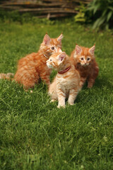 Three beautiful ginger maine coon kittens sitting on green grass background on summer sunny weather. Fun beautiful