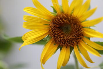 Beautiful flower , close up of little yellow sunflower is blooming