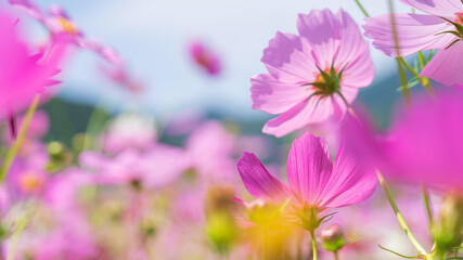 Fototapeta premium コスモス