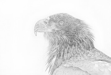 White tailed eagle (Haliaeetus albicilla) sketch