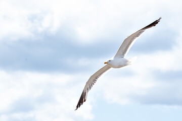 Obraz premium flying seagul