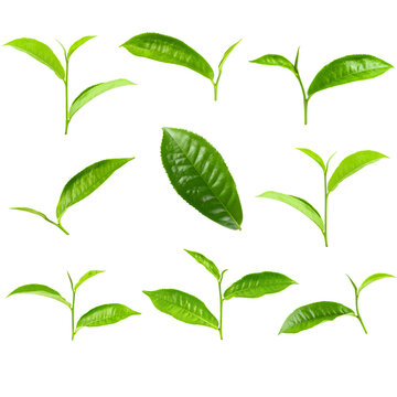 Green tea leaf isolated over white background with clipping path