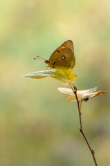 The yellow butterfly Colias hyale resting on a yellow forest leaf