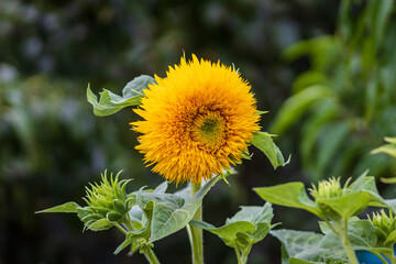 Sonnengold ornamental sunflower