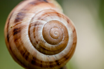 brown-white snail shell