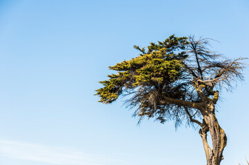 tree and sky