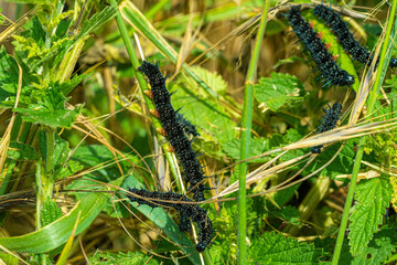 Peacock Butterfly Black and white spikey Caterpillars close up