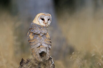 Magnificent Barn Owl perched on a stump in the forest (Tyto alba) . Western barn owl in the nature...