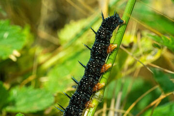 Peacock Butterfly Black and white spikey Caterpillars close up