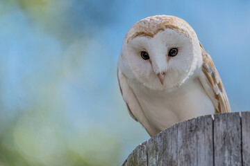 Like a painting, portrait of Barn owl male (Tyto alba)
