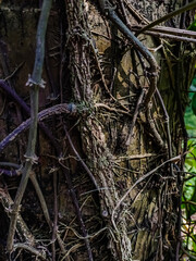 This is the betel roots on the coconut tree, The betel (Piper betle) is a vine of the family Piperaceae, which includes pepper and kava.