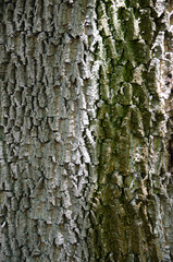 Obraz premium Tree bark texture image. Nature wood background