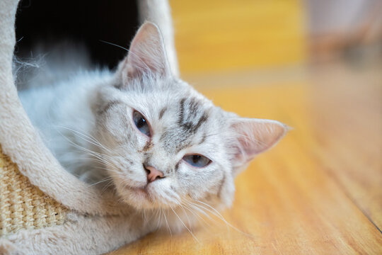 Pet cat resting in the cattery