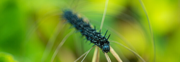 Peacock Butterfly Black and white spikey Caterpillars close up