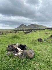 Ossement et le volcan Rano Raraku à l'île de Pâques