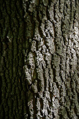 Tree bark texture image. Nature wood background