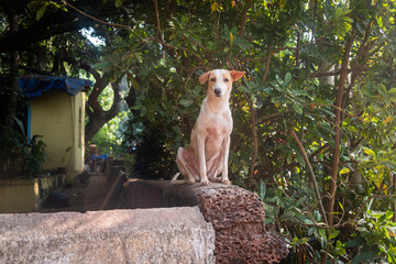 Close-Up Of Dog Sitting On Ledge