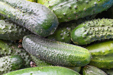 Macro photo food vegetable cucumber. A lot of juicy green cucumbers with pimples. Texture background Green organic cucumbers.