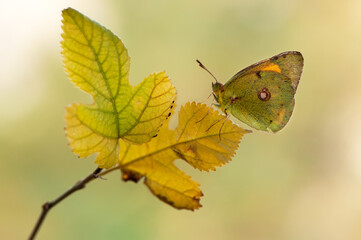 The yellow butterfly Colias hyale on a yellow forest leaf