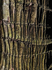This is the coconut trees bark close-up shot when sunlight fall on this trees bark.