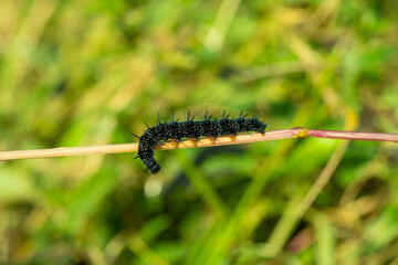 Peacock Butterfly Black and white spikey Caterpillars close up