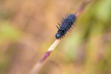 Peacock Butterfly Black and white spikey Caterpillars close up