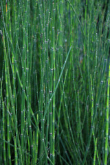 Green plant stalks in the wild