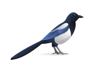 Magpie bird in modern cartoon style - isolated vector illustration
