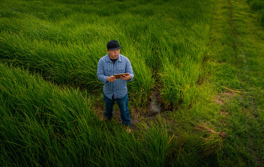 smart farmer concept using smartphone in rice fields, modern technology application in agricultural growing activity, high angle camera shots