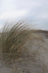 sylt