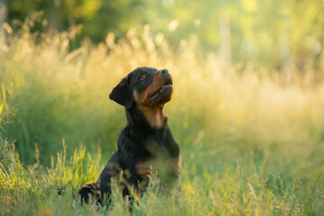 Rottweiler dog in nature. portrait of a puppy on the grass.