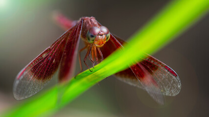 close up of a gracious red dragonfly on a leaf, in the tropical rainforest of Thailand. macro photo of this slim and fragile insect with wide wings, odonata family