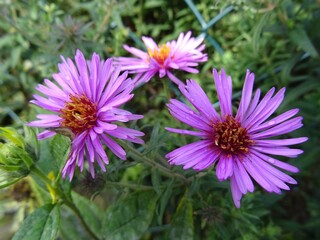 Obraz premium Herbstastern Blüten