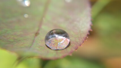 drop of water on a leaf