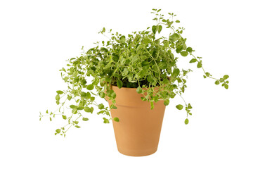 Oregano herb plant in ceramic pot isolated on white