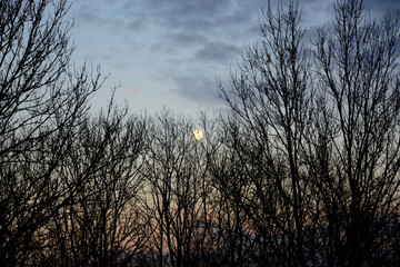 Obraz premium Moon over the branches