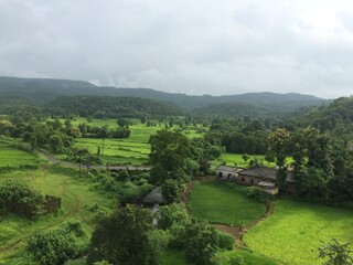 rice terraces in India