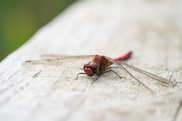 Close up macro view of Red Darter Dragonfly Head Eyes and Wings