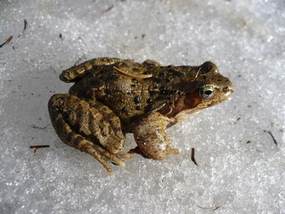 Frozen frog