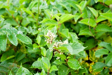 Obraz premium The small white flower and green leaves.