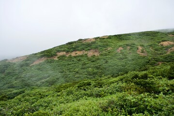 Obraz premium The rock and tree surface of a mountain in Japan.