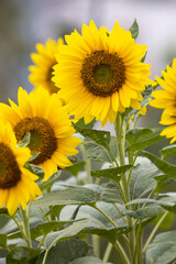 sunflower on the field