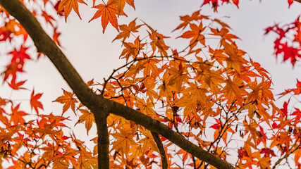 紅葉