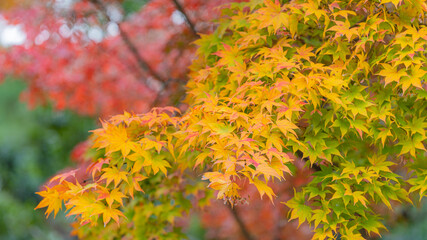 紅葉