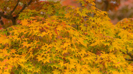 紅葉